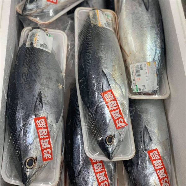 Cá thu ngừ(CON)|まくろ